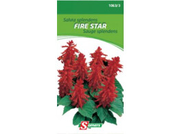 Salvia Splendens Fire Star