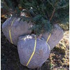 Kluitelastiek extra vr bomen 190/15mm/kg